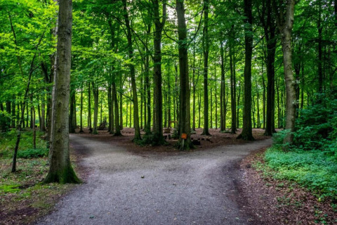En skovsti deler sig i to ved en lodge, omgivet af frodige grønne træer og tæt vegetation.