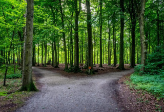 Un sentier forestier bifurque en deux près d’un lodge, entouré d’arbres verts et de sous-bois denses.