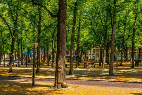 Leafy park with tall trees, benches, sunlight on ground, at Holiday Park Kijkduin 9 in the Netherlands.