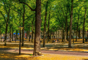 Leafy park with tall trees, benches, sunlight on ground, at Holiday Park Kijkduin 9 in the Netherlands.