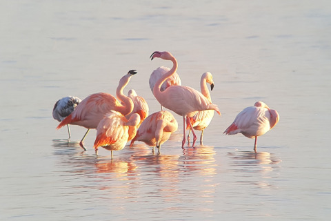 Un gruppo di fenicotteri si trova in acque basse vicino a un lodge, immersi in una calda luce soffusa.