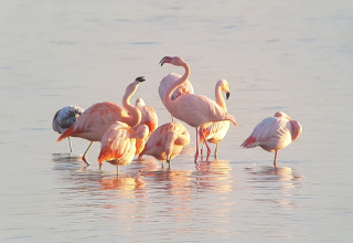 En flok flamingoer står i lavt vand ved en lodge, badet i blødt lys og spejler sig på overfladen.