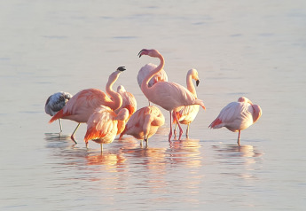 A group of flamingos stands in shallow water near a lodge, bathed in soft sunlight and reflections.