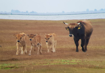 A cow with three calves walks across an open field near a lake, photographed close to a lodge in nature.