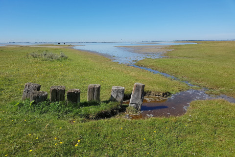 View from a lodge overlooking grassy wetlands, old wooden posts, and a blue sky on a clear day.