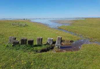 View from a lodge overlooking grassy wetlands, old wooden posts, and a blue sky on a clear day.