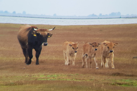 Une vache et trois veaux marchent dans un pré près de l’eau au Holiday Park Zeedijk 2 aux Pays-Bas.