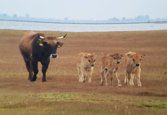 A cow with three calves walking on a grassy field by the water at Holiday Park Zeedijk 2 in the Netherlands.