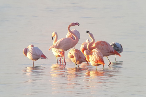 Un grupo de flamencos de pie en aguas poco profundas en Holiday Park Zeedijk 2 en los Países Bajos.