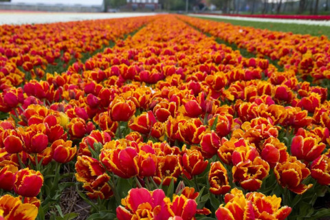 Vibrant field of red and orange tulips blooming outdoors, stretching far towards the horizon.