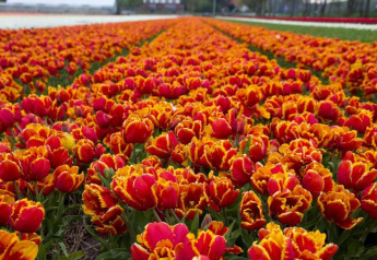 Champ éclatant de tulipes rouges et orange en pleine floraison, s'étendant à perte de vue.