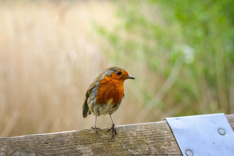 Rouge-gorge perché sur une barrière en bois à l’Eco Resort Grevelingenstrand, tiny house aux Pays-Bas.