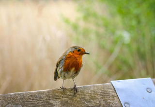 Rouge-gorge perché sur une barrière en bois à l’Eco Resort Grevelingenstrand, tiny house aux Pays-Bas.