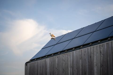 Une mouette posée sur le toit avec panneaux solaires d'une tiny house à Eco Resort Grevelingenstrand, Pays-Bas.