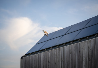 Måge sidder på taget af et træhus med solpaneler på Eco Resort Grevelingenstrand i Holland.
