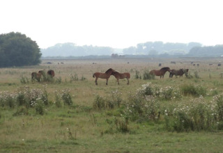 Horses grazing on a vast meadow with wildflowers, viewed from a tiny house in the countryside on a hazy day.