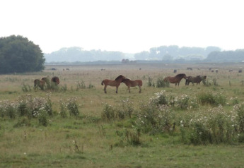Des chevaux broutent dans une prairie fleurie, vus depuis une tiny house à la campagne sous un ciel voilé.