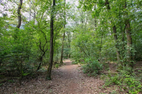 Sentier serpentant dans une forêt verdoyante près d’une tiny house, entouré d’arbres et de feuillage.