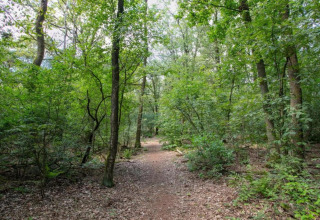 Sentier serpentant dans une forêt verdoyante près d’une tiny house, entouré d’arbres et de feuillage.