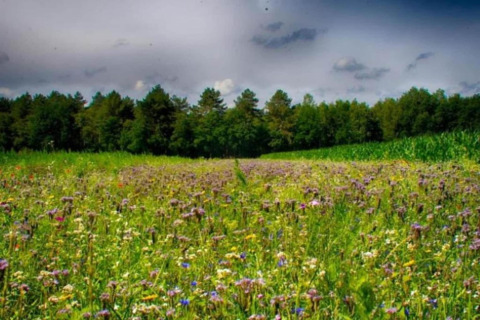 Eine bunte Wildblumenwiese vor einem dichten Wald, fotografiert vom Gelände eines Tiny Houses.