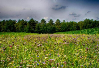 A colorful wildflower meadow in front of dense woods, photographed from a tiny house location.