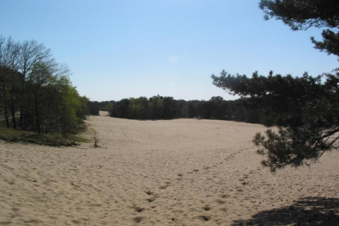Vaste clairière de sable avec empreintes, entourée d’arbres sous ciel bleu, vue depuis une tiny house.