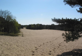 Weite Sandfläche mit Fußspuren, umgeben von Bäumen und hellblauem Himmel, gesehen vom Tiny House.