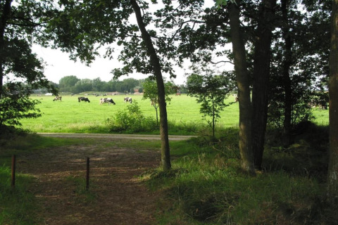 Vista desde Holiday Park «Schaijk 6» en Países Bajos con vacas pastando en un prado tras los árboles.