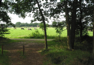 Vista desde Holiday Park «Schaijk 6» en Países Bajos con vacas pastando en un prado tras los árboles.