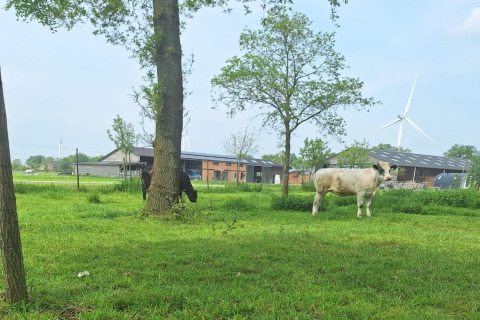 Grøn eng med ko og sort dyr ved træ, vindmøller og gårde i baggrunden nær De Ree en de Specht i Holland.