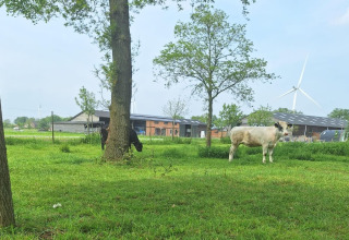 Grøn eng med ko og sort dyr ved træ, vindmøller og gårde i baggrunden nær De Ree en de Specht i Holland.