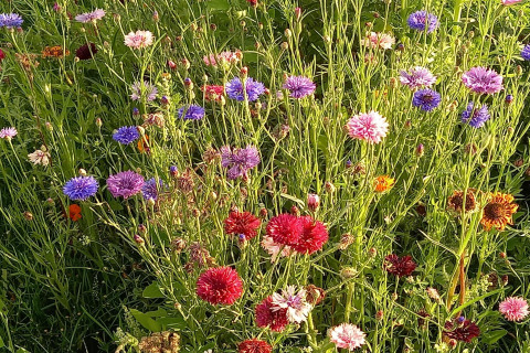 Enge blomstereng med farverige kornblomster i røde, blå, lilla og hvide nuancer i De Ree en de Specht.