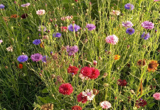 Enge blomstereng med farverige kornblomster i røde, blå, lilla og hvide nuancer i De Ree en de Specht.