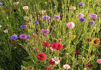 Wildflower meadow with purple, blue, red, and pink cornflowers at De Ree en de Specht pond, Netherlands.