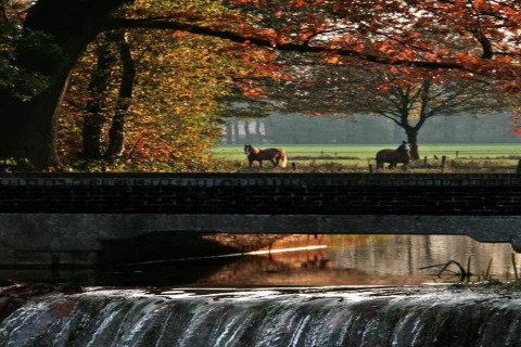 Scena d'autunno vicino a uno chalet con cascata, ponte, cavalli al pascolo e alberi colorati sullo sfondo.
