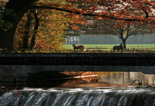 Herbstliche Chalet-Ansicht mit kleinem Wasserfall, Brücke, grünem Feld und weidenden Pferden.