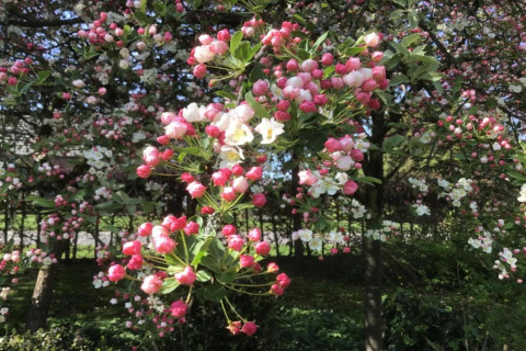 Smukke lyserøde og hvide blomster i blomst ved Holiday Park Molenvelden 7, Nederlandene, om foråret.