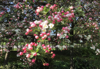 Bellissimi fiori rosa e bianchi in fiore presso Holiday Park Molenvelden 7 nei Paesi Bassi in primavera.