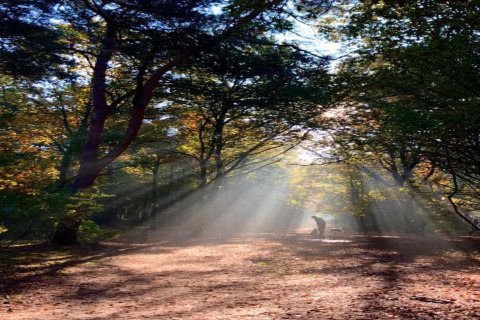 Ein Mensch und ein Hund spazieren im Sonnenlicht durch einen ruhigen Wald bei einer Glamping-Unterkunft.