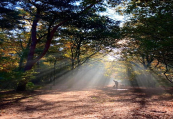 Ein Mensch und ein Hund spazieren im Sonnenlicht durch einen ruhigen Wald bei einer Glamping-Unterkunft.