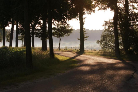 En fredelig vej ved glampingindkvartering om morgenen, med træer og blødt sollys gennem bladene.