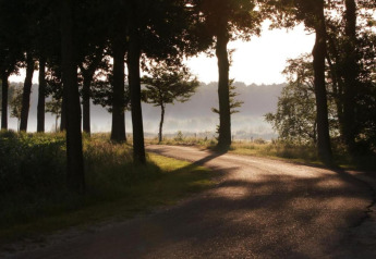 Ruhiger Weg an einer Glamping-Unterkunft, umgeben von Bäumen und sanftem Morgenlicht.