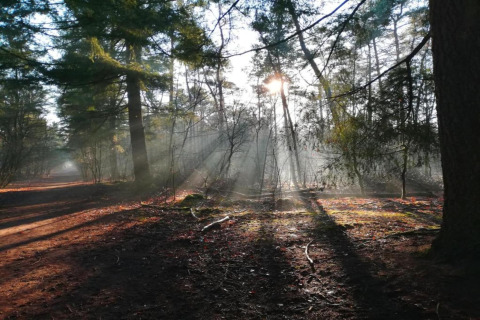 Sollys filtrerer gennem træerne i en skov ved glampingsted, der skaber smukke stråler på skovbunden.