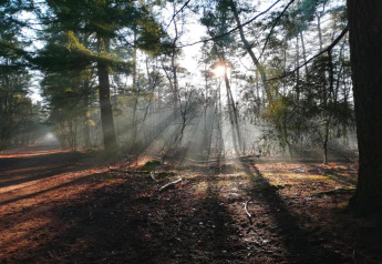 Sollys filtrerer gennem træerne i en skov ved glampingsted, der skaber smukke stråler på skovbunden.