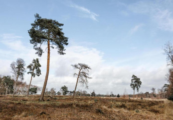 Paysage ouvert avec arbres épars sous un ciel bleu, photographié depuis un hébergement glamping.