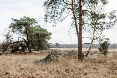 Foto di un paesaggio tranquillo con alberi sparsi ed erba secca, scattata in un alloggio glamping.