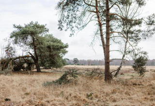 Afbeelding van een rustige weide met bomen en droog gras, genomen bij een glampingverblijf.