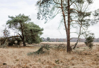 Billede af et roligt naturområde med træer og tørt græs, taget ved et glamping-ophold i Danmark.