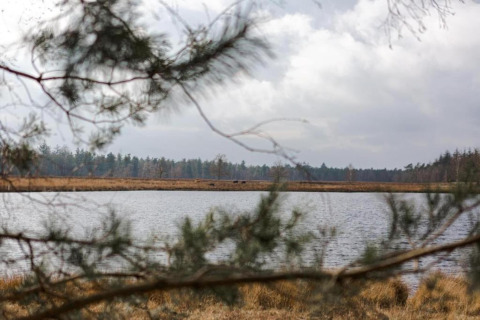 Vista da un alloggio glamping su un tranquillo lago, circondato da rami di alberi e foresta sullo sfondo.