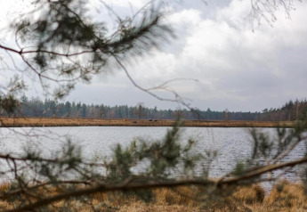 Blick von einer Glamping-Unterkunft auf einen ruhigen See mit Ästen im Vordergrund und Wald im Hintergrund.